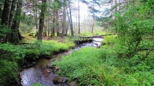 Mountain Top Arboretum by null