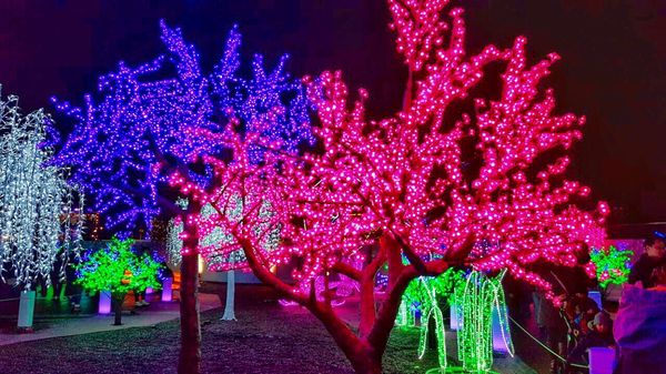 Aurora Winter Festival by null