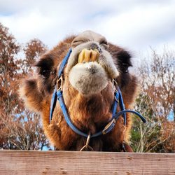 Smoky Mountain Deer Farm And Exotic Petting Zoo - Hey! Hey you! Can you recommend an orthodontist who makes house calls? :)
