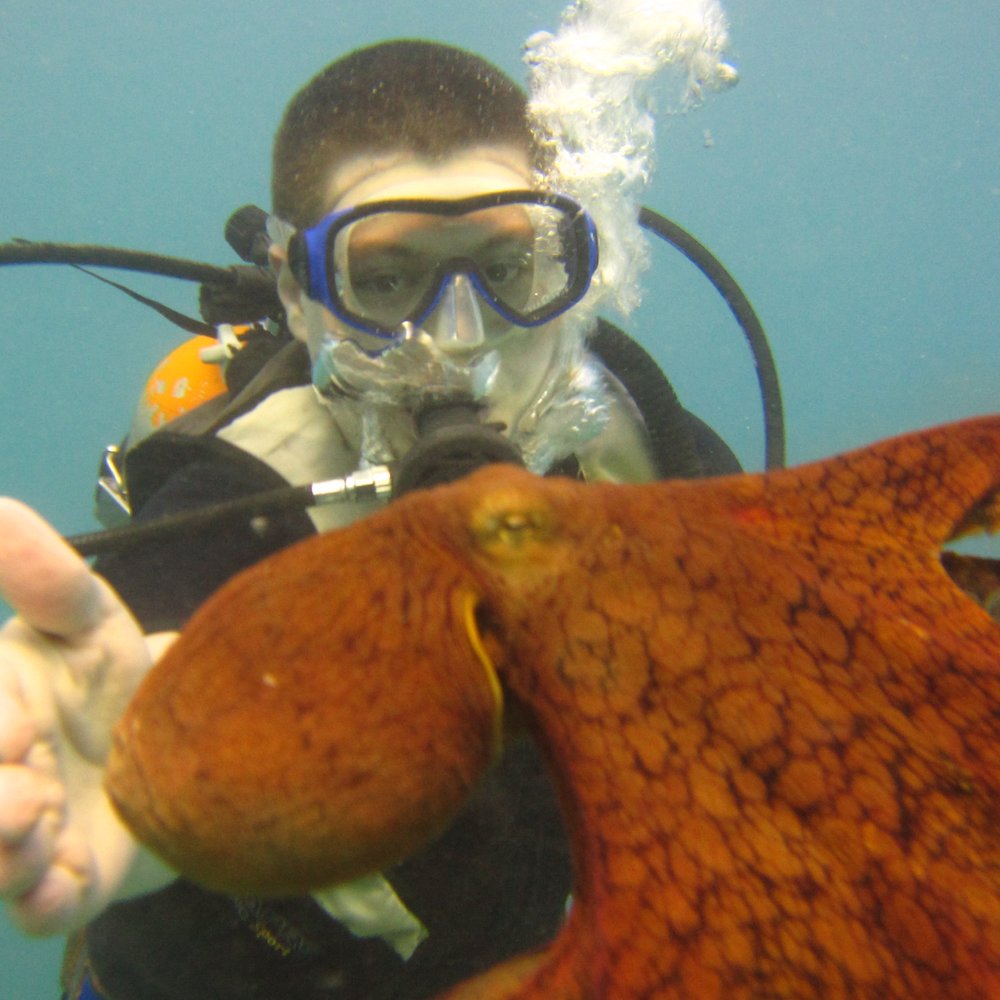 Oahu Diving - Hello Octopus - Scuba Diving Near Me - Honolulu, Hawaii
