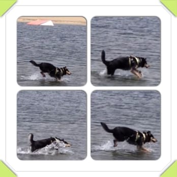 "Double You" Pet Sitters - Kuyima showing us the correct way to romp through water. - Dog Walkers Near Me - La Jolla, California "Double You" Pet Sitters - Kuyima showing us the correct way to romp through water. - Dog Walkers Near Me - La Jolla, California