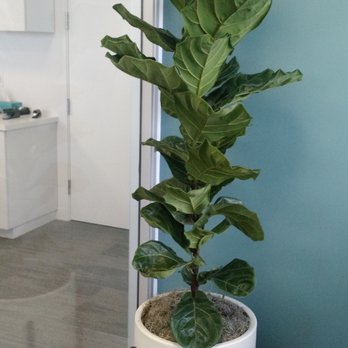 Unique Plant Rentals - Indoor Landscaping Near Me - Gardena, California Unique Plant Rentals - Indoor Landscaping Near Me - Gardena, California