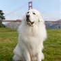 Photo of Bernie's Grooming