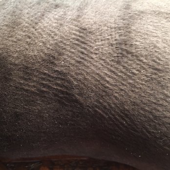Shampoochies - My cat came home with dandruff. After paying $105 for a wash and shave. Do not bring your cats here! - Pet Groomers Near Me - Pensacola, Florida