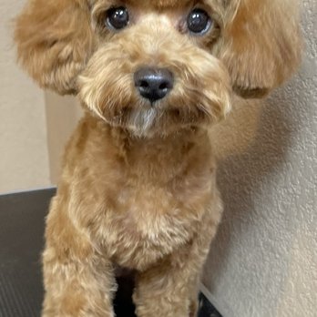 Z Dog Grooming - After - Pet Groomers Near Me - Las Vegas, Nevada