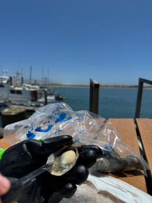 Grassy Bar Oyster Company by null