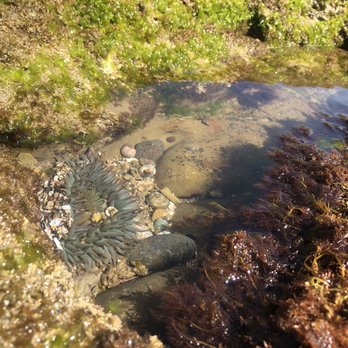 Point Loma Tide Pools - Anemone - Beaches Near Me - San Diego, California