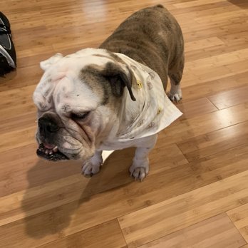 Big waggle Maui  - Josie - Pet Groomers Near Me - Wailuku, Hawaii