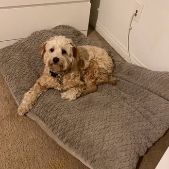 E-Quality Dog Training - Being a good girl and holding her "place" command. - Pet Training Near Me