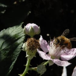 Tugwell Creek Honey Farm & Meadery