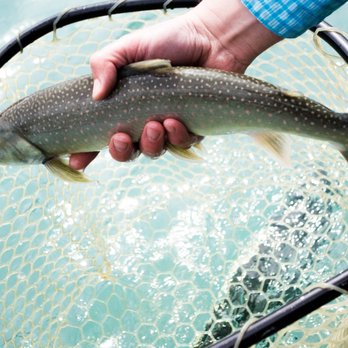 Fishology - Dolly Varden on the Kenai River with Fishology - Fishing Near Me Fishology - Dolly Varden on the Kenai River with Fishology - Fishing Near Me