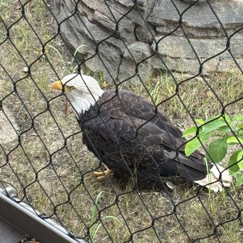 Columbus Zoo and Aquarium - Bald eagle - Zoos Near Me - Powell, Ohio
