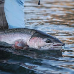All Waters Angling - Let's get you on the water!!