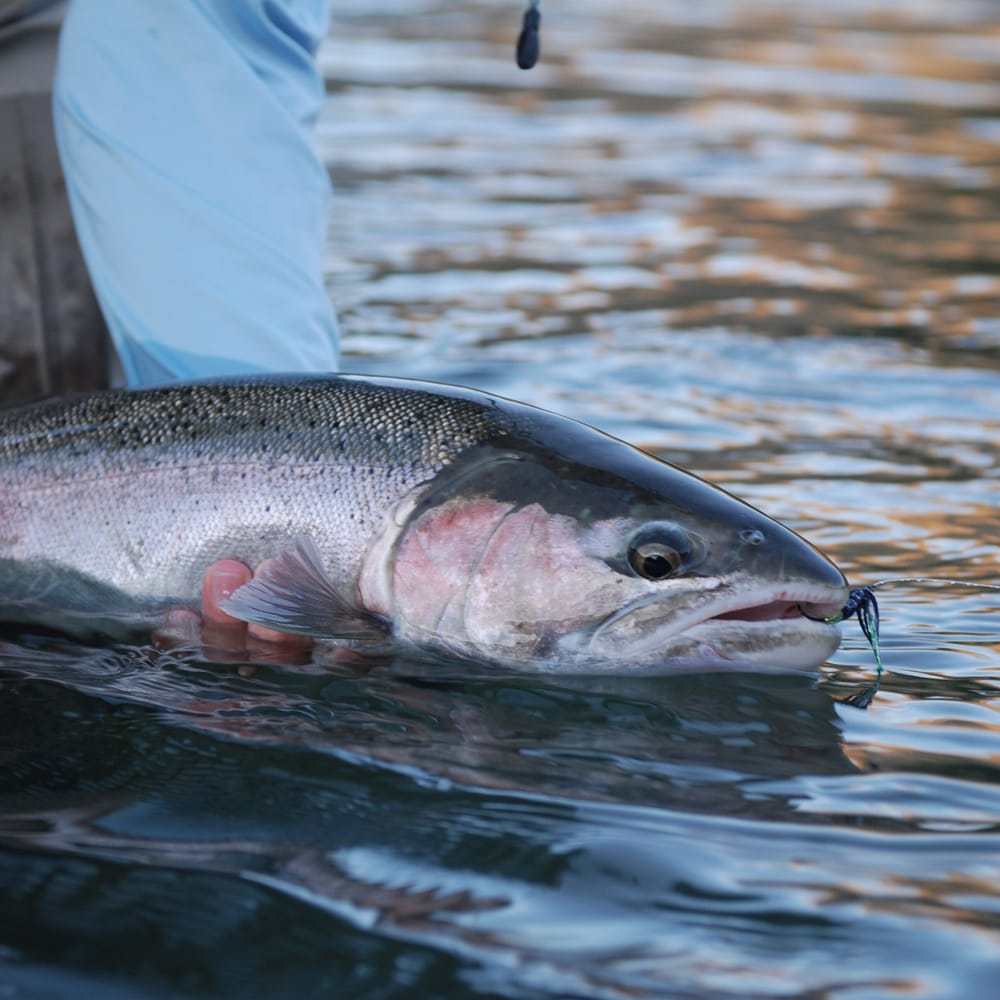 All Waters Angling Logo