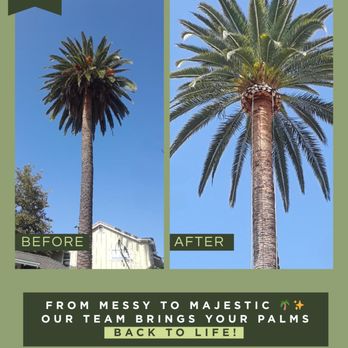 Miami Tree Crew - Tree Services Near Me - Medley, Florida