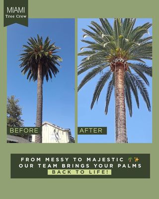 Tree Services - Here at Miami Tree Crew we can handle all your tree services needs. Call today for a FREE estimate! Tree Services - Here at Miami Tree Crew we can handle all your tree services needs. Call today for a FREE estimate!
