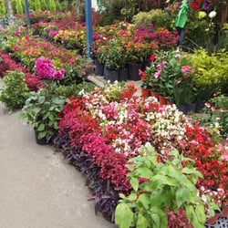 Mercado de plantas Cuemanco - Inmensidad de planta