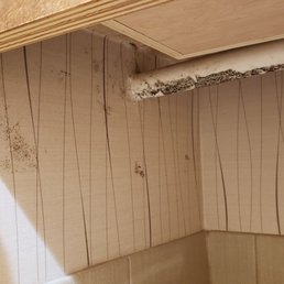 Black mold