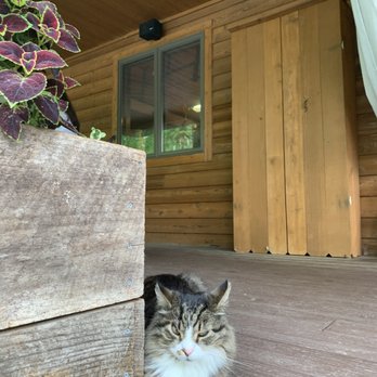 Bittersweet Cafe - Adorable, friendly cat welcomes you! - Cafes Near Me - Farmington, Pennsylvania