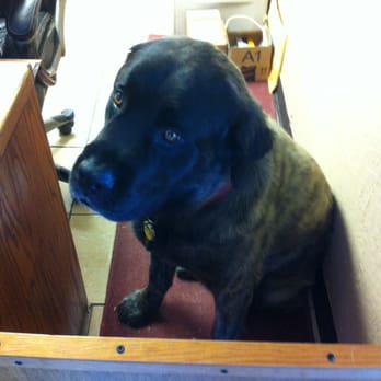 Cowen's Pet Resort - Pet Groomers Near Me - Bakersfield, California