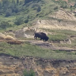 Buffalo spotted Buffalo spotted