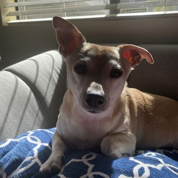 DK Dog Training - Pet Training Near Me - Acton, California DK Dog Training - Pet Training Near Me - Acton, California