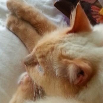 DeSoto Animal Clinic - My Sweetest Heart!! - Veterinarians Near Me - Bradenton, Florida