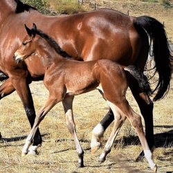 Three Wishes Farm - Mom and baby at 2 weeks at Three Wishes Farm