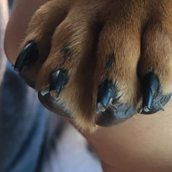 PetSmart - Cutting them this short of course you clip his quicks! - Pet Stores Near Me - Manteca, California