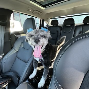 All About Puppies - Thank you for my spa day  .   ...Wags and licks, Cookie - Pet Stores Near Me - La Mirada, California