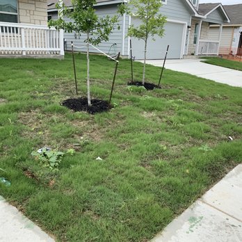 Double H Landscape - a tree planted in a patch of grass - Landscaping Near Me - La Coste, Texas Double H Landscape - a tree planted in a patch of grass - Landscaping Near Me - La Coste, Texas