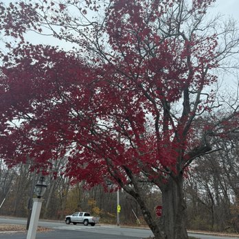 Juarez Landscaping and Tree Services - Reshaped and took extra branches off. - A deciduous tree with red autumn leaves is situated near a road, with a stop sign and a white lamp post visible in the scene. - Landscaping Near Me - Peabody, Massachusetts