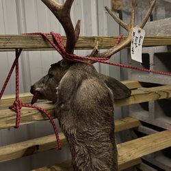 What's N It Wild Game Processing