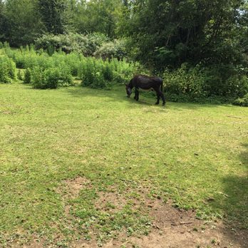 Greater Vancouver Zoo - Donkey - Zoos Near Me - Aldergrove, British Columbia Greater Vancouver Zoo - Donkey - Zoos Near Me - Aldergrove, British Columbia