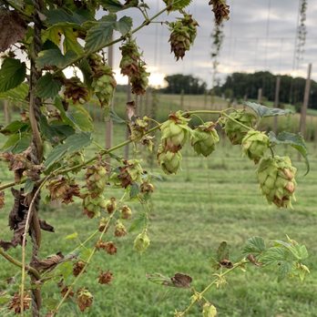 Manor Hill Brewing - Hops - Breweries Near Me - Ellicott City, Maryland Manor Hill Brewing - Hops - Breweries Near Me - Ellicott City, Maryland