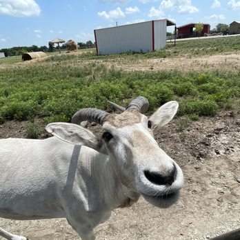 North Texas Safari Park - Zoos Near Me - Bonham, Texas