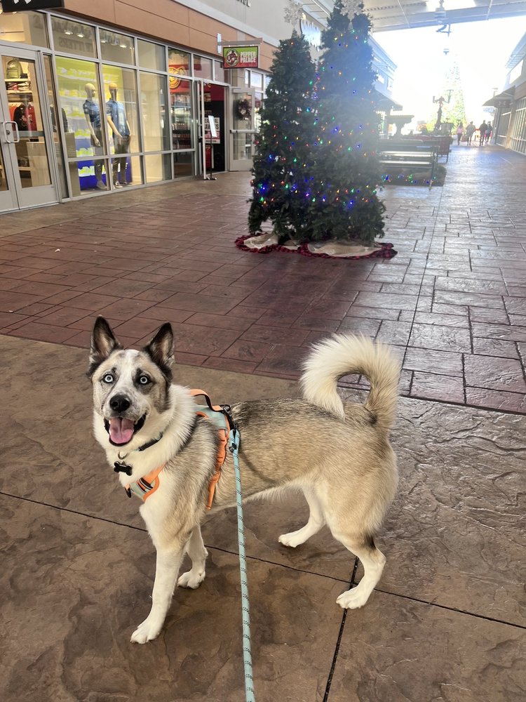 DOGTOPIA OF SANDY SPRINGS Updated September 2024 13 Reviews 6010