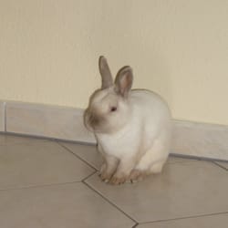 Tierarztpraxis Griesinger und Kiesewetter