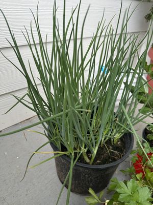 Super Cao Nguyen by null