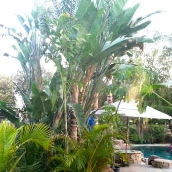 Solano Tree Service - Rare Palms that were manicured perfectly - Tree Services Near Me - Monrovia, California Solano Tree Service - Rare Palms that were manicured perfectly - Tree Services Near Me - Monrovia, California
