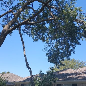 Munoz Tree Services - Tree Services Near Me Munoz Tree Services - Tree Services Near Me