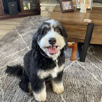 Moco Pet Grooming & Spa - Pet Groomers Near Me - Tustin, California Moco Pet Grooming & Spa - Pet Groomers Near Me - Tustin, California