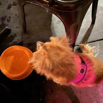 Eureka! - Gogo with the bowl of water they brought for her - American Near Me - Irvine, California Eureka! - Gogo with the bowl of water they brought for her - American Near Me - Irvine, California