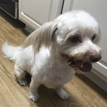 Seal Beach LaunderPet - I couldn't get Topher to sit still but here's his Summer Cut! - Pet Stores Near Me - Seal Beach, California