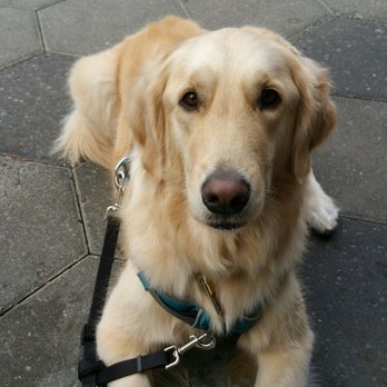 Biscottis - Our sweet girl enjoying the dogfriendly patio - American Near Me - Jacksonville, Florida