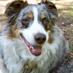 Holy Family Pet Care - Billie, one of our happy patients!