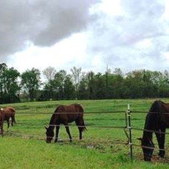 1. Guardian Hearts Equine Defenders