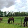 Photo of Guardian Hearts Equine Defenders