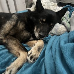 Burlington Veterinary Emergency and Referral Hospital - We were able to spend one more night loving our dog.