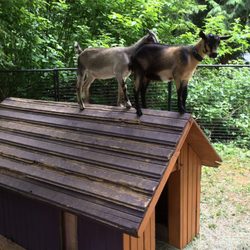 Revelstoke campground - Goats